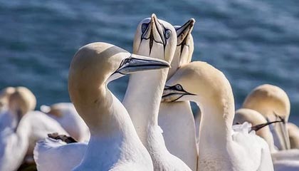 开云平台-横滨水手连续多场比赛不败，横滨水手今天比赛
